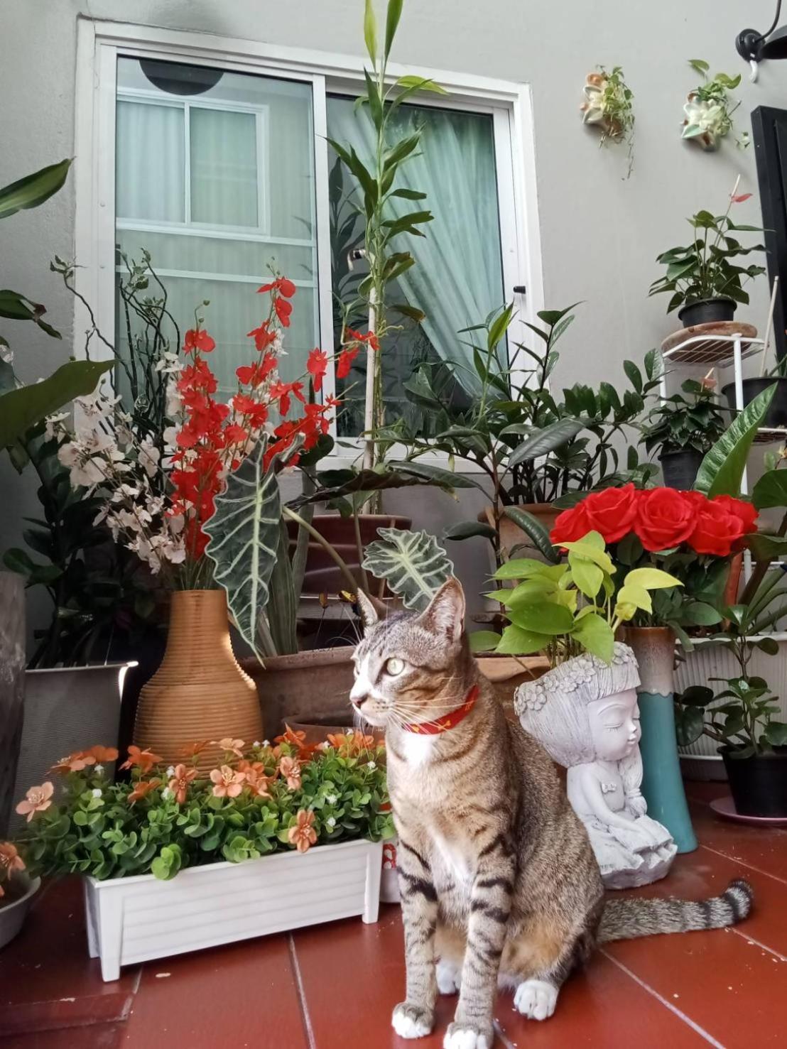 Vlodge House เชียงใหม่ ภายนอก รูปภาพ